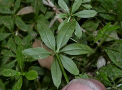 Galium triflorum