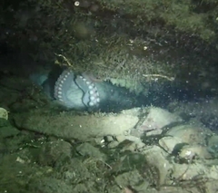 Enteroctopus dofleini