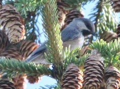 Poecile hudsonicus