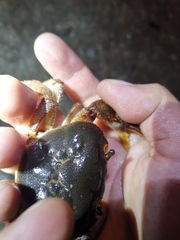 Longpotamon xiangxiense