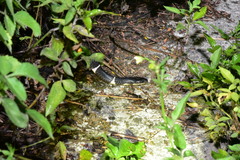 Bungarus multicinctus