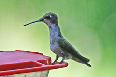 Archilochus alexandri