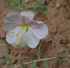 Oenothera pallida