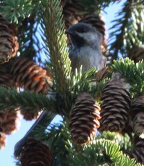 Poecile hudsonicus