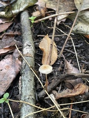 Mycetinis scorodonius