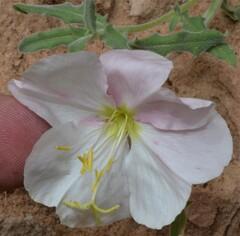 Oenothera pallida