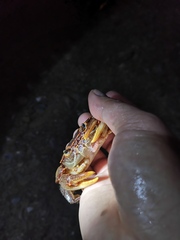 Longpotamon xiangxiense