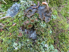Psoroma hypnorum