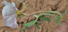 Oenothera pallida