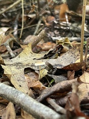 Mycetinis scorodonius