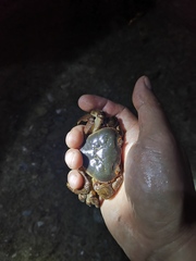 Longpotamon xiangxiense