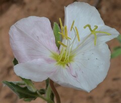 Oenothera pallida