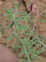 Oenothera pallida