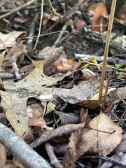 Mycetinis scorodonius