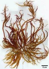 Eucheuma isiforme