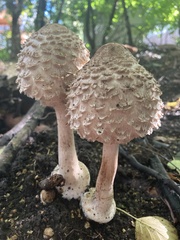Chlorophyllum olivieri