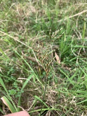 Juncus dichotomus