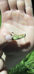 Melanoplus yarrowii