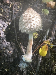 Chlorophyllum olivieri