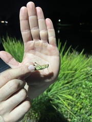 Melanoplus yarrowii