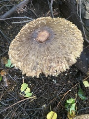 Chlorophyllum olivieri