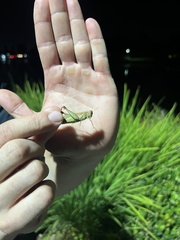 Melanoplus yarrowii