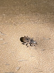 Brachyderes incanus