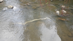 Malayopython reticulatus