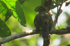 Pycnonotus pseudosimplex