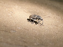 Brachyderes incanus