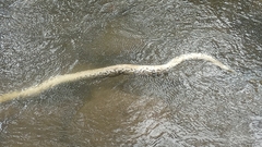 Malayopython reticulatus