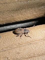 Brachyderes incanus