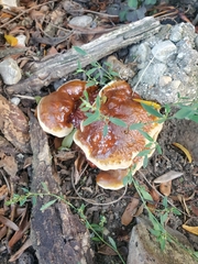 Ganoderma sessile