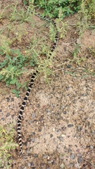 Pituophis catenifer deserticola