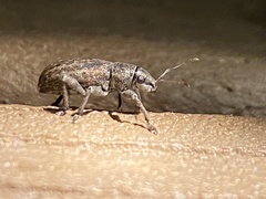 Brachyderes incanus