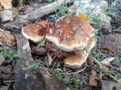 Ganoderma sessile