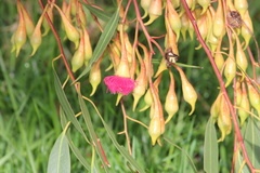 Eucalyptus leucoxylon