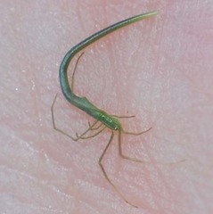 Ariamnes cylindrogaster