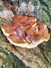 Ganoderma sessile