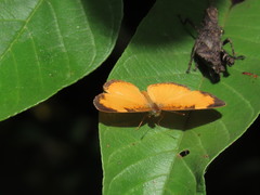 Tegosa anieta luka