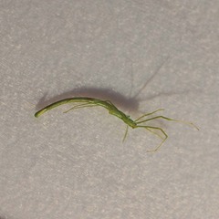 Ariamnes cylindrogaster