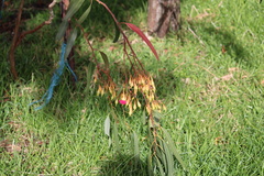 Eucalyptus leucoxylon
