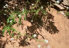 Thelypodium wrightii