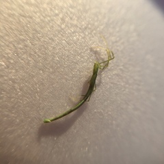 Ariamnes cylindrogaster