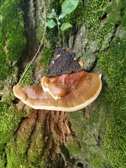 Ganoderma sessile