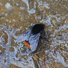 Bombus ignitus