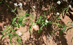 Thelypodium wrightii