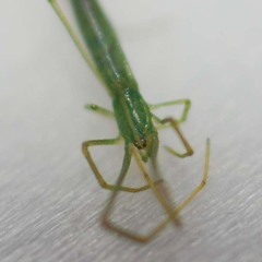 Ariamnes cylindrogaster
