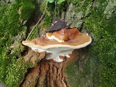 Ganoderma sessile