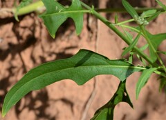 Thelypodium wrightii
